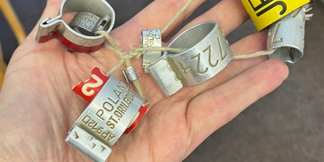 Powiększ grafikę: Obrączki, metalowe pierścienie służące do znakowania i identyfikowania ptaków.